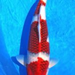 All Japan Young koi show 2016