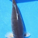All Japan Young koi show 2016