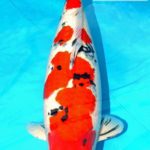 Holland koi show 2016.