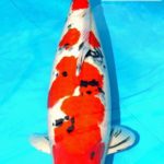 Holland koi Show 2016