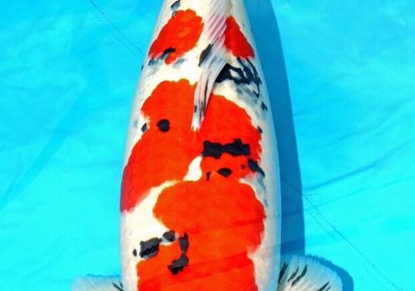 Holland koi Show 2016