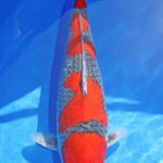 All Japan Young koi show 2016