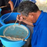 Marujyu koi farm visit .