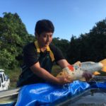 大日養鯉場 池上げ訪問