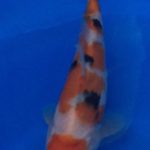 Koi season start in Niigata.