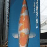 Hosokai koi farm visit.