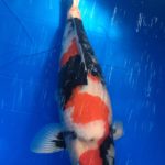 東京観賞魚即売会 訪問