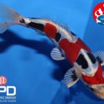 The 4 th International Junior koi show in Niigata
