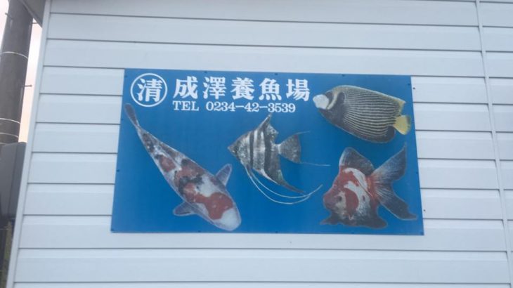 Narisawa koi farm visit .