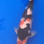 Ooedo koi show visit