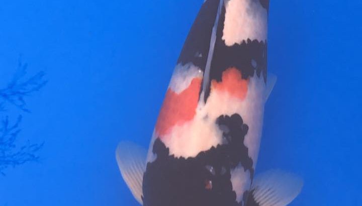 Ooedo koi show visit