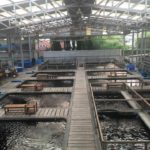 Koi Mart Farm visit in Thailand