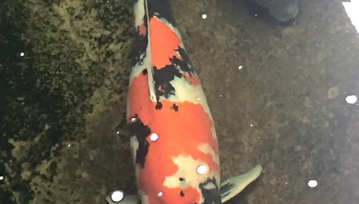 Atari koi collection