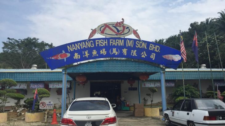 マレーシア ジョホールバル 行商中 I am in Malaysia JB to sell JPD koi food.