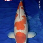 Euregio Koi Show 2015