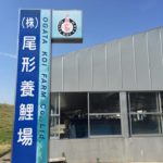 尾形養鯉場 訪問
