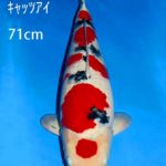 Sakai koi farm auction yesterday