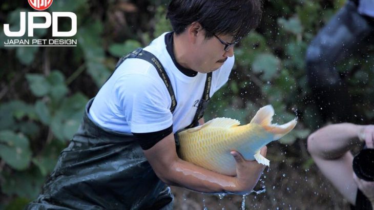 Marushin koi farm visit.