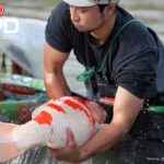 Izumiya koi farm harvest visit