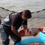 Shintaro Koi Farm Saito harvest visit on 23 October 2015.