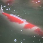 Miyoshi koi farm harvest visit on 19-November . Super Kohaku Dainichi breed