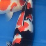 Vietnam koi show 2015