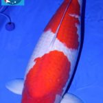 全日本錦鯉品評会