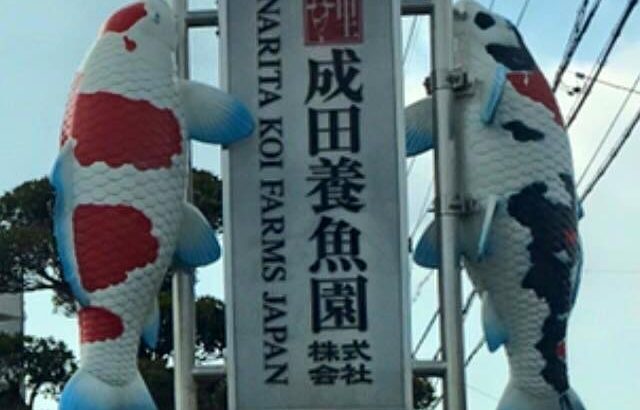首先恭喜全日本錦鯉品評會得獎的飼主及業者們，我們JPD(日本動物藥品株式會社)非常感謝這次有許多飼主們使用JPD錦鯉飼料並獲得獎項。