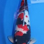 2016年 若鯉品評会 出展鯉