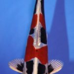 The 4 th International Junior koi show in Niigata