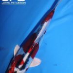 The 4Th International Junior koi show in Niigata 2016