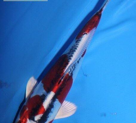 The 4Th International Junior koi show in Niigata 2016