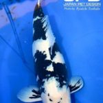 Th 15 China Koi Show 2015 visit