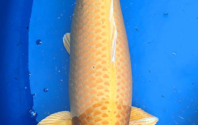Th24 Kyushu area koi show visit