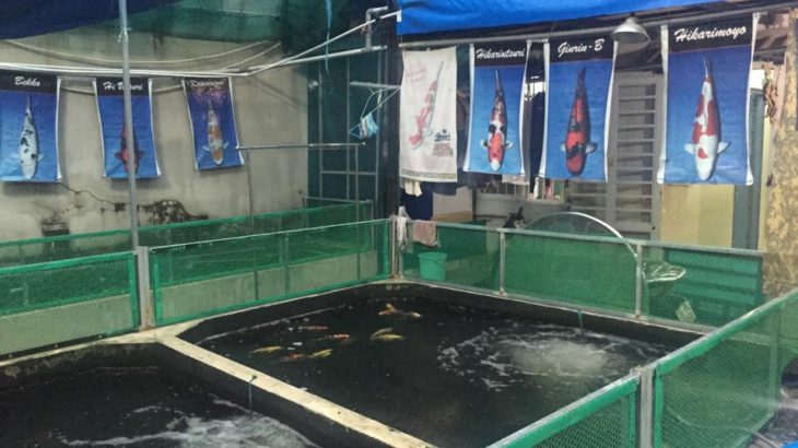 Japanese Koi Shop visit.
