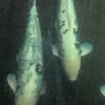 Terashima koi farm visit.