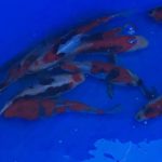 The 4 th International Junior koi show in Niigata Many breeders Tosai are selling out side of expo hole. So lovely !!!