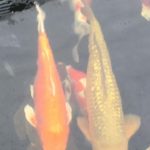 Koi Centrum ijmond visit