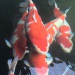 Miyoshi koi farm koi collection
