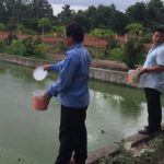 Hai Thanh koi farm visit in Vietnam.