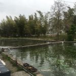 Satou koi farm visit.