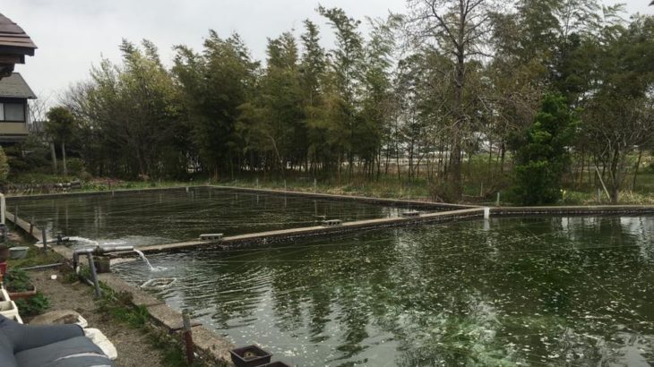 Satou koi farm visit.