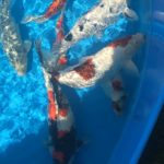 Holland Koi Show 2015