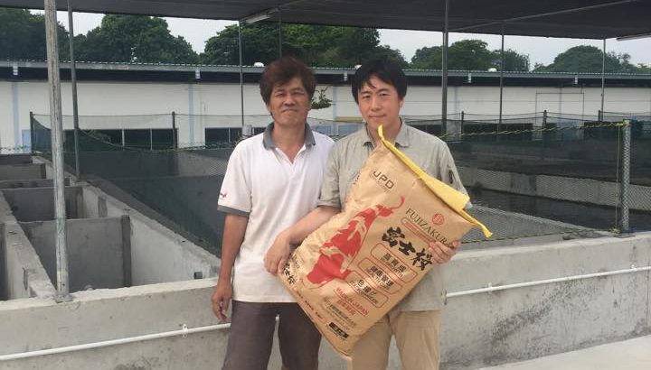 Diamond koi farm visit.