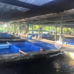 Summer Koi Farm visit in Singapore.