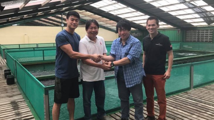 Golden koi center visit in Indonesia.