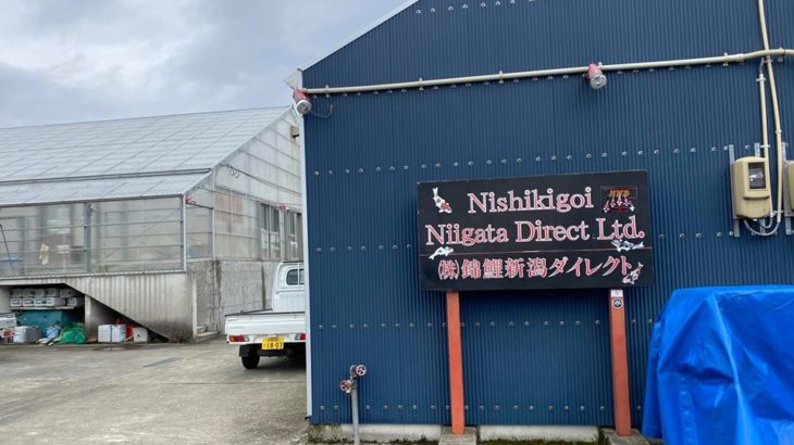 Nishikigoi Niigata Direct visit.
