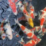 Izumiya koi Farm