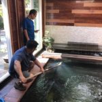 Northern California koi hobbyist house visited on 23 July.