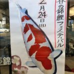 2019年2月24日 第16回春の錦鯉フェスティバル